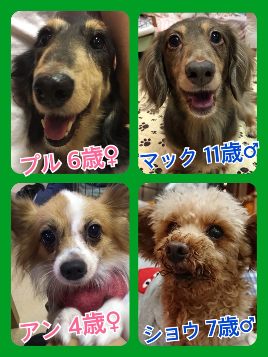 🐾今日の里親様募集中ワンコ🐶メンバーです🐾2018,10,10